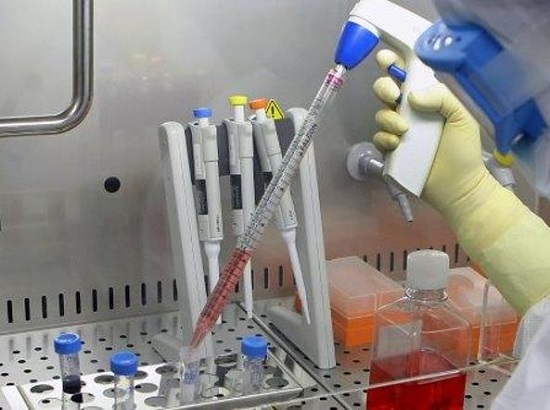 Febbre Suina scoperto nuovo e pericoloso virus, l'EAH1N1